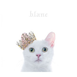 AIMER / BEST SELECTION "BLANC"񐶎YB DVDt CD