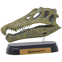 FDW-503 ミニモデル スピノサウルス スカル