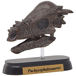 FDW-508 ミニモデル パキケファロサウルス スカル