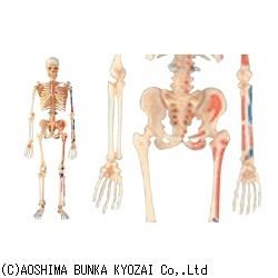 立体パズル 4D VISION 人体解剖 No.08 全身骨格解剖モデル