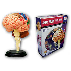 立体パズル No.12 4D VISION 人体解剖モデル 脳解剖モデル