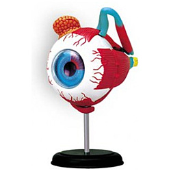 立体パズル No．2 4D VISION 人体解剖モデル 眼球解剖モデル