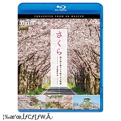 有给樱花春天上色的华丽的樱花的风景4K拍摄作品