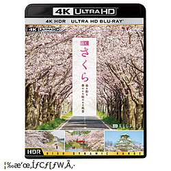 4K さくら 春を彩る華やかな桜のある風景
