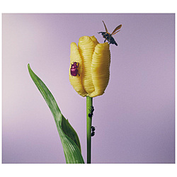 あいみょん/ おいしいパスタがあると聞いて 通常盤