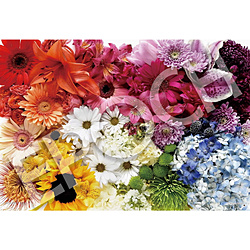 ジグソーパズル 31-520 Flower Rainbow（フラワーレインボー）