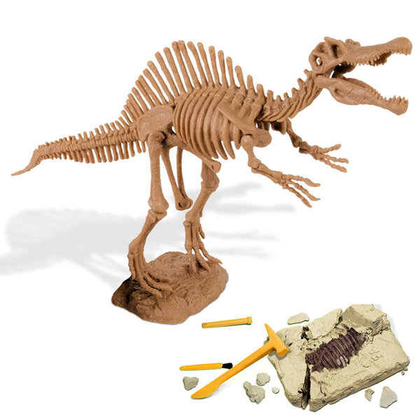 恐竜 スピノサウルスの巨大指化石 約168mm 72％以上節約 - コレクション