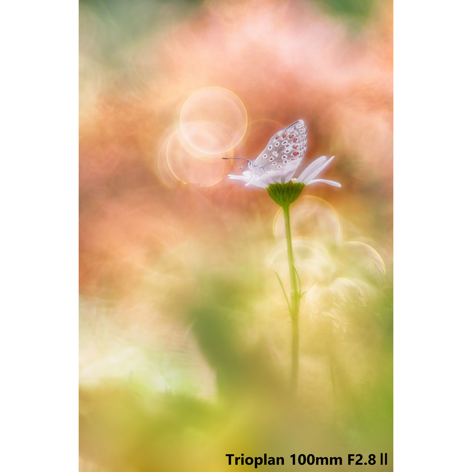 カメラレンズ Trioplan 100mm F2.8 II【ライカMマウント】｜の通販は