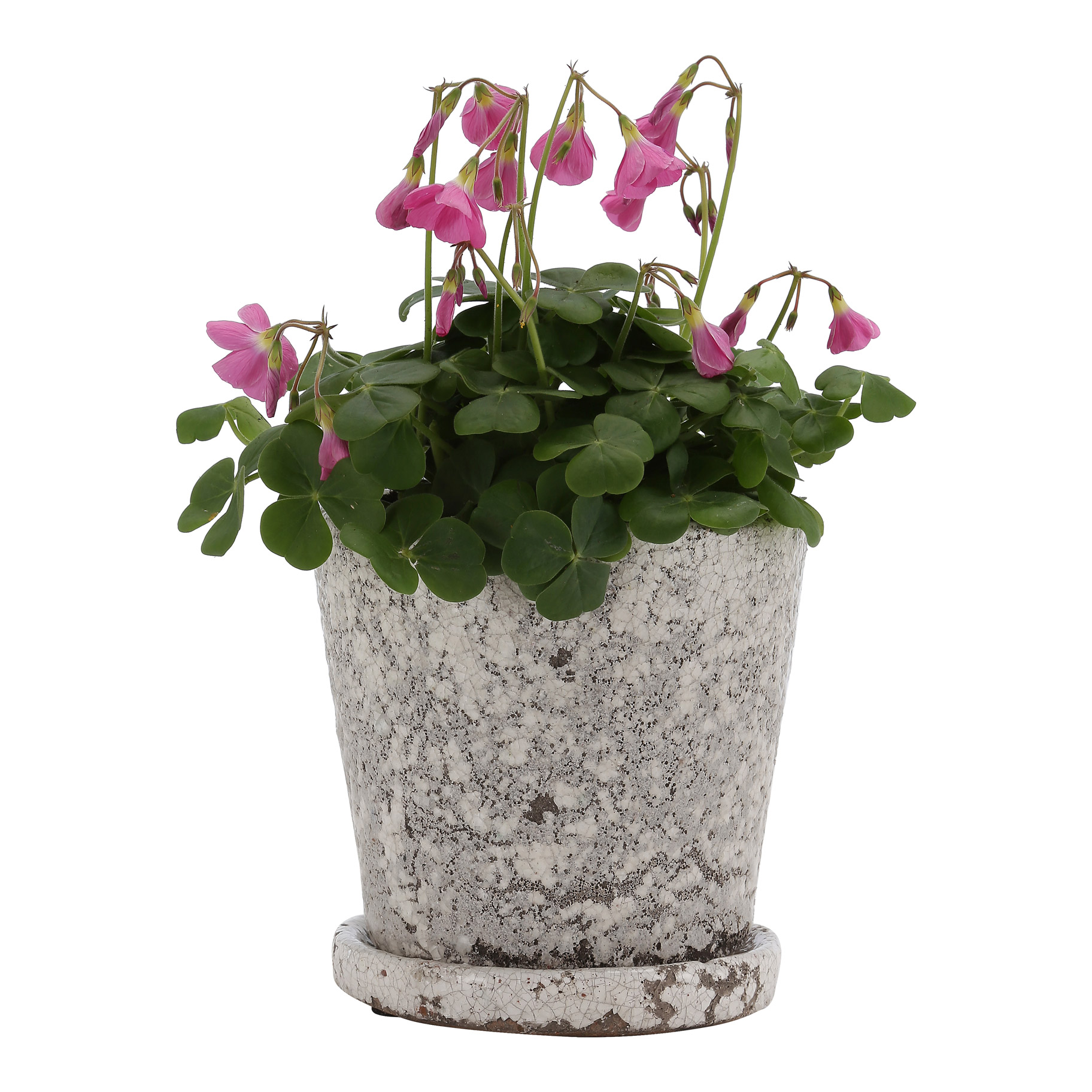 プランター フラワーポット 植木鉢 Kite D16 H14cm の通販はソフマップ Sofmap