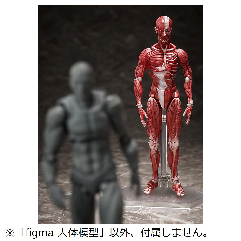 figma 人体模型 【sof001】_9