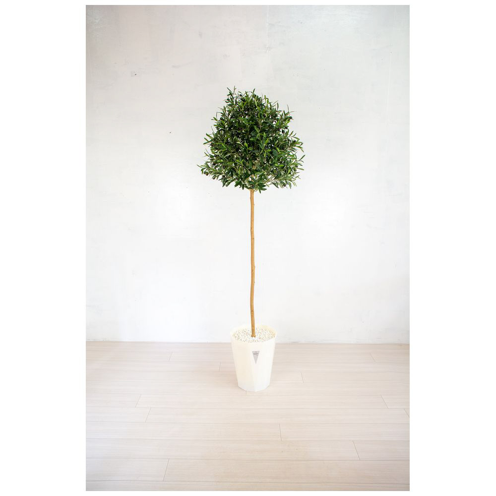 人工樹木／人工観葉植物 オリーブ 180cm