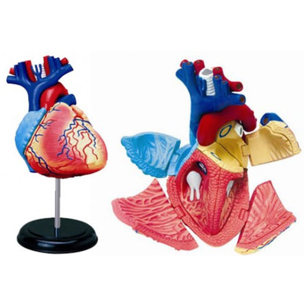 立体パズル No．10 4D VISION 人体解剖モデル 心臓解剖モデル
