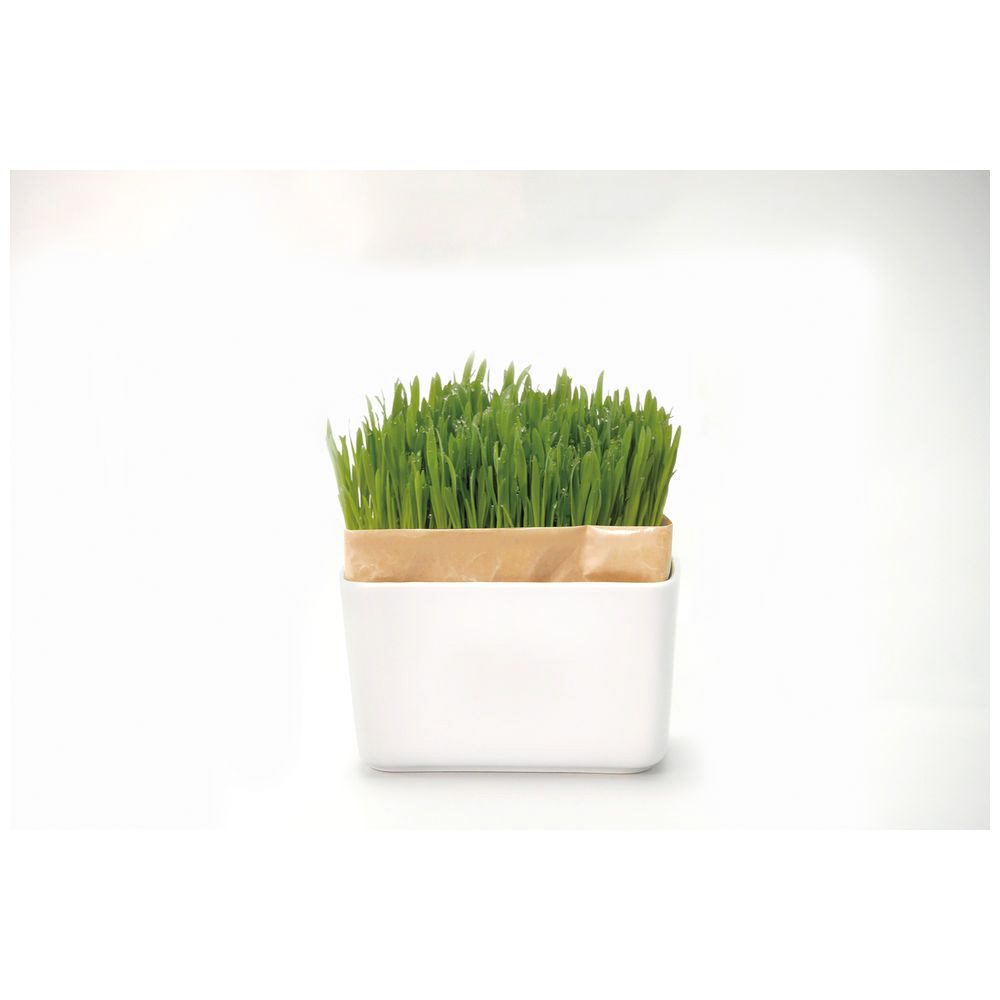 猫草栽培キット にゃんベジセット ｎ の通販はソフマップ Sofmap