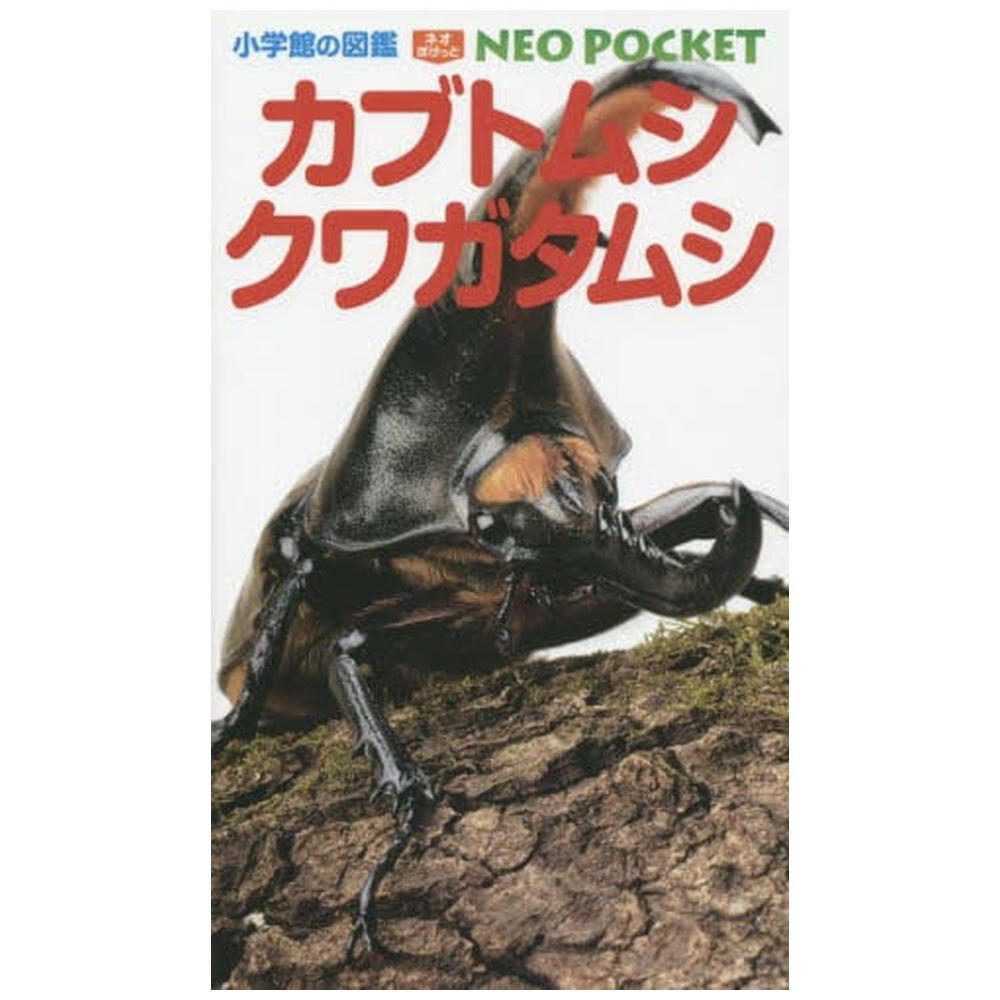 15セット カブトムシ クワガタ 黄金 実物台 フィギュア - 標本